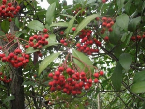 Ҷʯ骵ĹЧ Ҷʯֹʹ