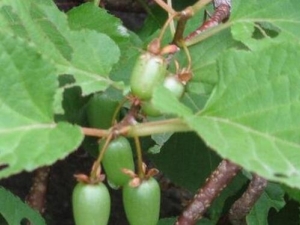 ����⨺��ҵ�Ӫ����ֵ ����⨺��ҵ�ʳ�÷���