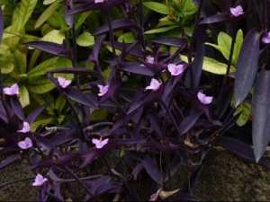 ��Ѽ�ŲݵĹ�Ч������ ��Ѽ�Ųݵĸ���