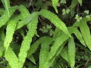 𼦽ŵĹЧ 𼦽ŵļ𷽷