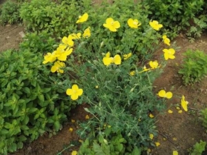 ͺ�����Ĺ�Ч������ ͺ����������ʹ��