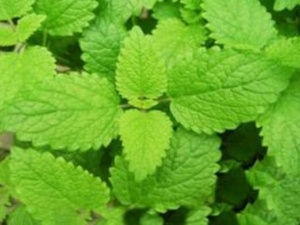 ����Ҷ�Ĺ�Ч������ ����Ҷ���ο�����