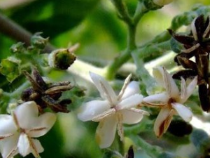 ���Ƿ�_���Ƿ�Ĺ�Ч|��������