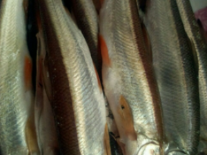 ���㵨_���㵨�Ĺ�Ч|��������