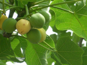 �����_������Ĺ�Ч|��������