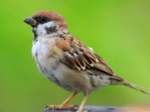 ��ȸ��_��ȸ�ԵĹ�Ч|�÷�