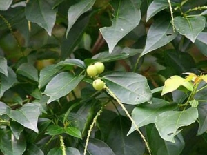 �Ͷ��Ĺ�Ч������ �Ͷ����α�����