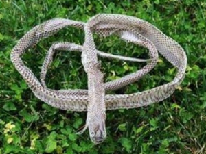 �ưظദ�� �ưظ๦Ч �ưظ��������