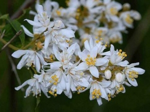 ����Ĺ�Ч������ �������β�����