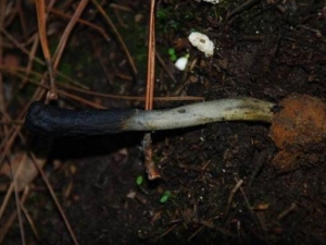 �����ҳ�ݵĹ�Ч������ �����ҳ�������¾���