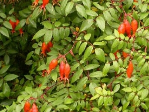 �ٹ���ҶǾޱ�Ĺ�Ч������ �ٹ���ҶǾޱ�ĸ�������