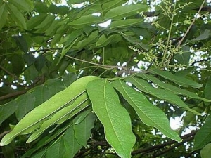 ľ�����Ĺ�Ч������ ľ���������������