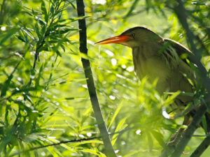 ��������_���������Ĺ�Ч|��������