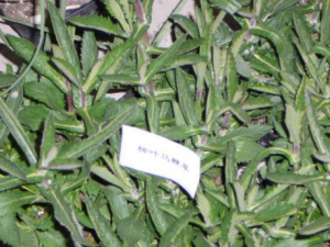 ����Ҷ_����Ҷ�Ĺ�Ч|��������