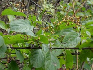 ������Ҷ_������Ҷ�Ĺ�Ч|�÷�����