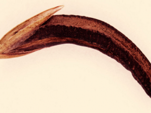 ��ѿ-��ѿ�Ĺ�Ч|��������