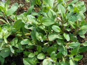 ���ز˵Ĺ�Ч������ ���ز�����θ����