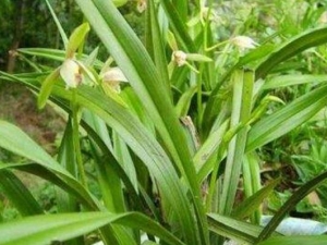 ţ�����ߵĹ�Ч������ ţ�������ܲ���������