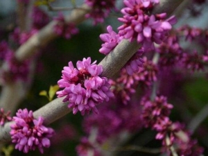 �Ͼ�Ѿ�Ĺ�Ч������ �Ͼ�Ѿ�ĸ���