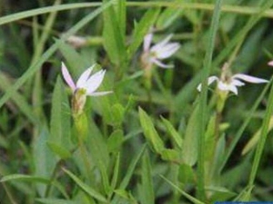 �������Ĺ�Ч������ �����������̴���