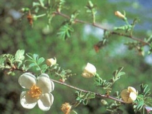 ��Ҷ��ëǾޱ�Ĺ�Ч������ ��Ҷ��ëǾޱ�����¾�������