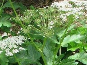 ţ���ߵĹ�Ч������ ţ���ߵ��÷�����