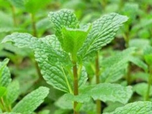 �����ݵĹ�Ч������ ���������α���������