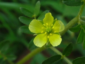 ����޼�Ĺ�Ч������