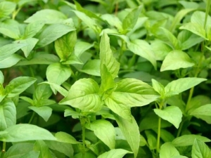 �����ദ�� �����๦Ч �������������