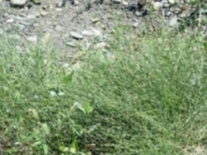 ţ��ˮ�Ĺ�Ч������ ţ��ˮ��ҩ������