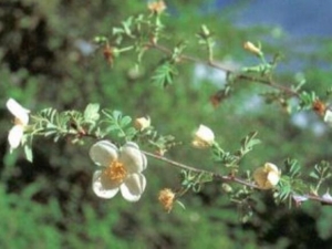 ҶëǾޱĹЧ ҶëǾޱҩüֵ