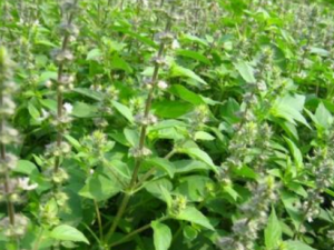 ���龣��ɢ�Ĺ�Ч ���龣��ɢ�����