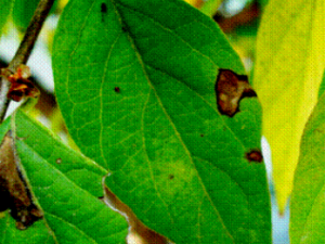 ����_����Ĺ�Ч|�÷�����