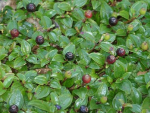 ճë�ƻ�ǌ_ճë�ƻ�ǌ�Ĺ�Ч|��������