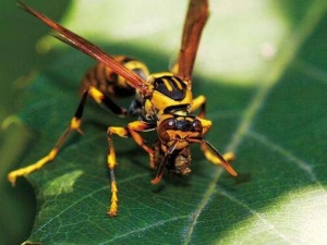 ��Ʒ��ӵĹ�Ч������ ��Ʒ��ӵĸ���