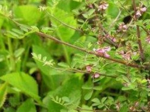 ��ľ���Ĺ�Ч������ ��ľ����ֹѪ��