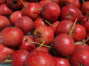 ɽ髵Ӫֵ ɽôԽѪѹ ɽôԼ