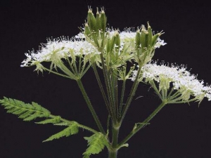 �ۻ��Ĺ�Ч������ �ۻ��ĸ�������