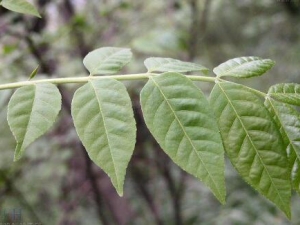 �޻����@�Ĺ�Ч������ �޻����@�ĸ���