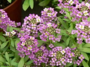 ��ѩ��Ĺ�Ч������ ��ѩ�����ֲ����