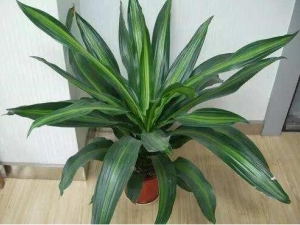 ����Ѫ���Ĺ�Ч������ ����Ѫ���Ĺ��ͼ�ֵ