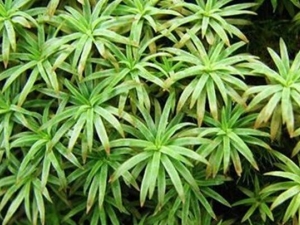 �����صĹ�Ч������ �����صĸ���