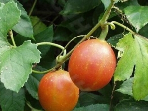 ����Ĺ�Ч������ ��������̵��