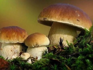 ţ�ξ��Ĺ�Ч������ ţ�ξ��ĸ���