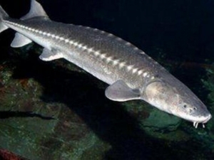 �㸹���Ӫ����ֵ ����Ϊʲô���ܲ�׽�㸹��