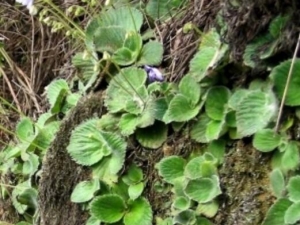 ţ��ɢѪ�ݵĹ�Ч������ ţ��ɢѪ�ݵĸ���