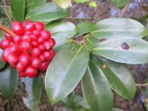 ������ζ�ӵĹ�Ч������ ������ζ�����θ�к��