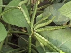 ���̶��Ĺ�Ч������ ���̶�����С�㲻����