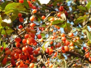 ����ɽ���ǵĹ�Ч������ ����ɽ��������������