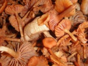 ��ɽƤ��_��ɽƤ���Ĺ�Ч|�÷�����